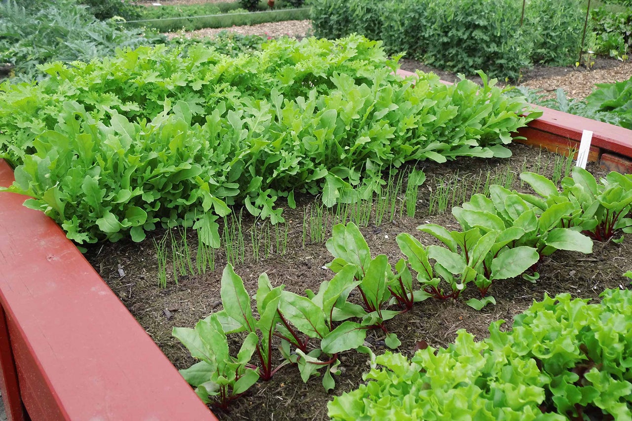 Plate-bande surélevée avec laitue, roquette, jeunes oignons et jeunes betteraves
