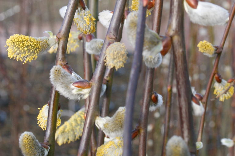 Gros plan de chatons en fleurs sur des branches
