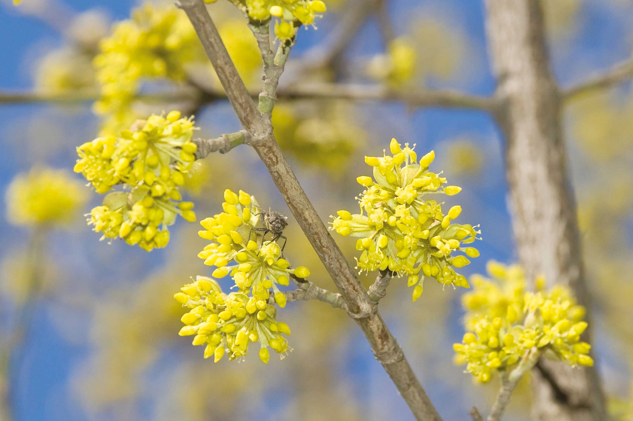 Gros plan de fleurs de cornouiller jaune sur une branche