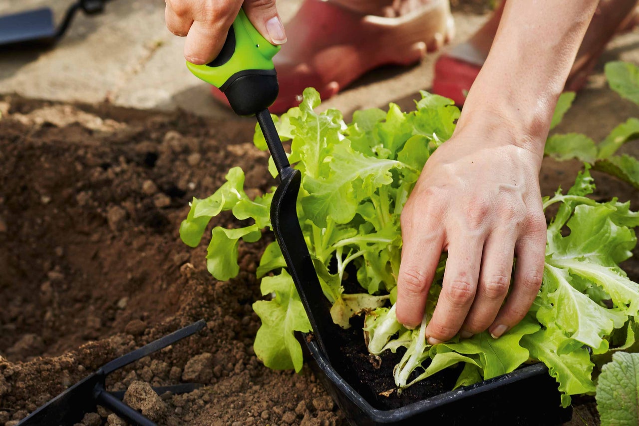 Un jardinier plante de la laitue avec une petite pelle dans un jardin potager.
