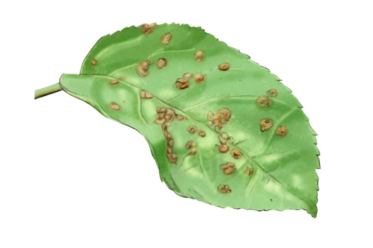 Feuille avec infestation fongique pour lutte antiparasitaire