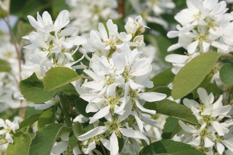 Fleurs d'amélanchier avec feuilles vertes