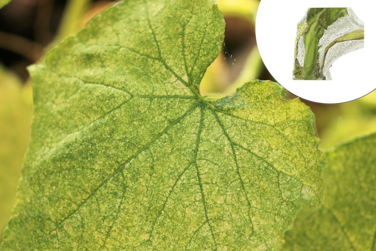 Gros plan d'une feuille de concombre avec infestation de ravageurs.