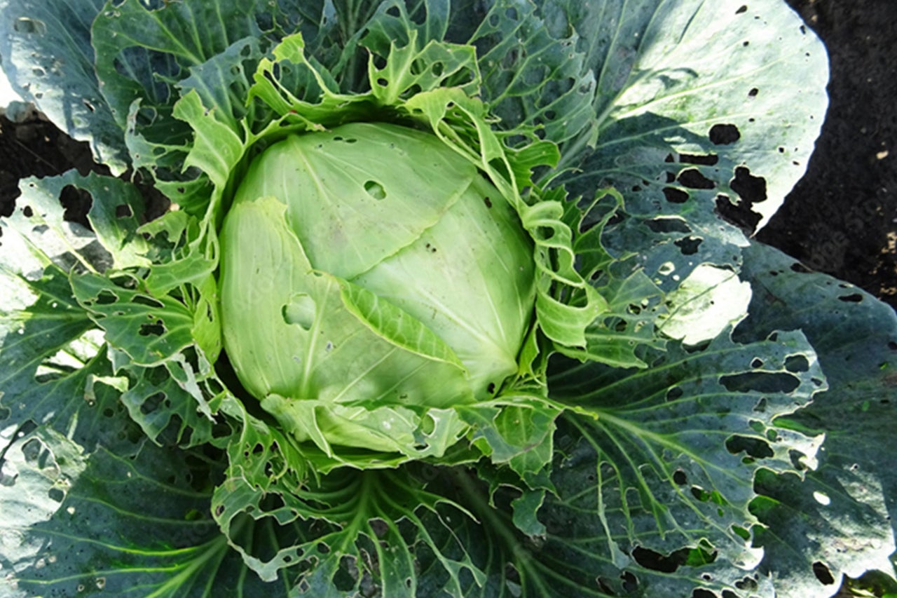 Chou cabus avec dommages causés par des parasites dans le jardin