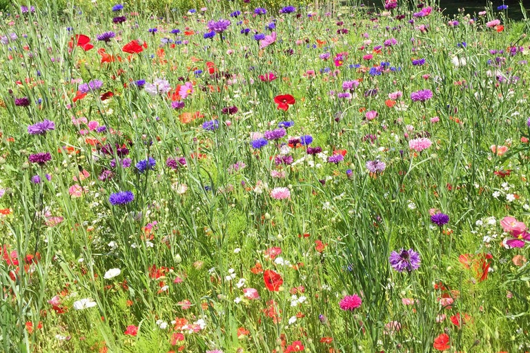 Blumenwiese mit Kornblumen und Mohnblumen