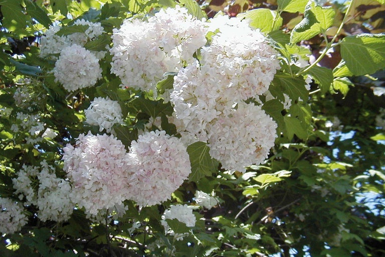 Hortensia paniculé avec inflorescences sphériques