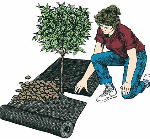 Illustration d'une femme posant une toile de paillage autour d'un arbre, avec des pierres à côté