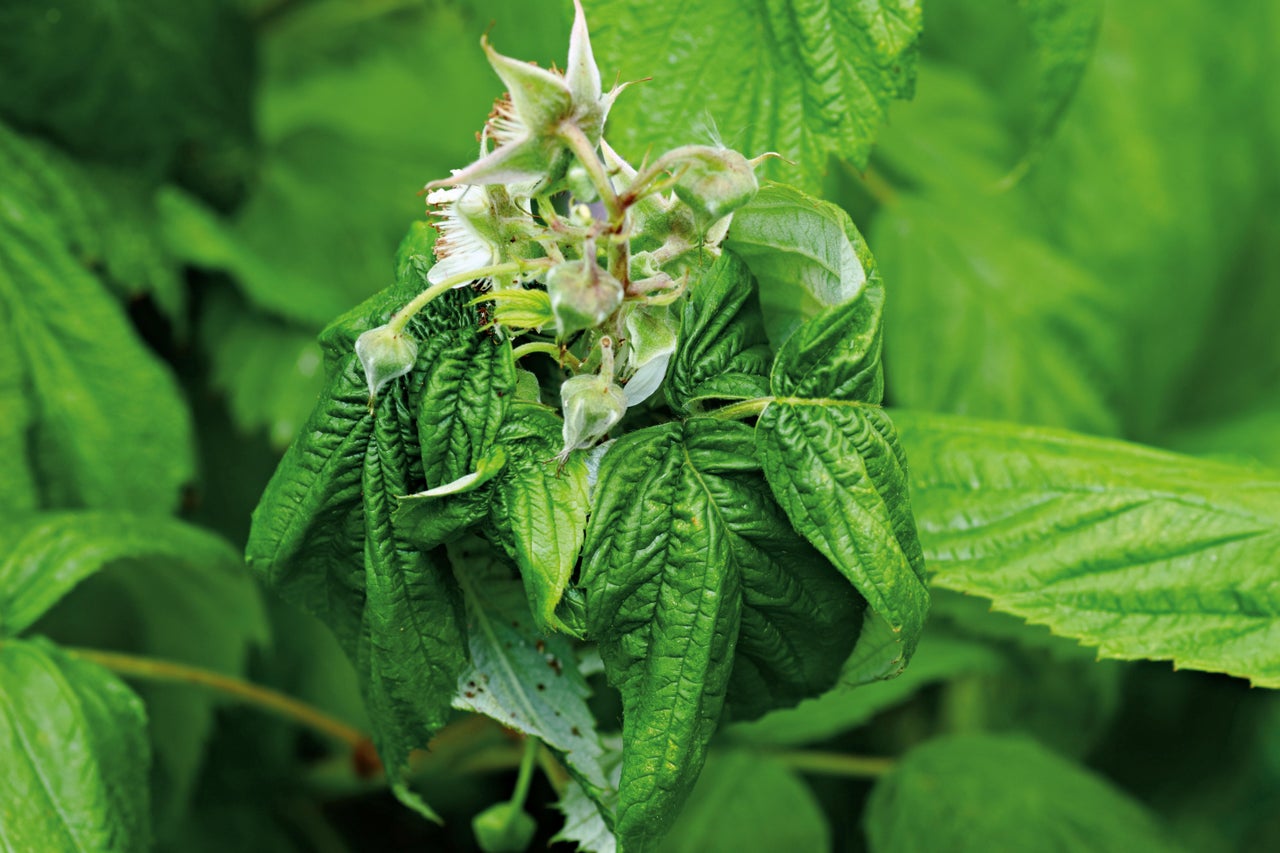 Gros plan sur des feuilles et des fleurs de framboise
