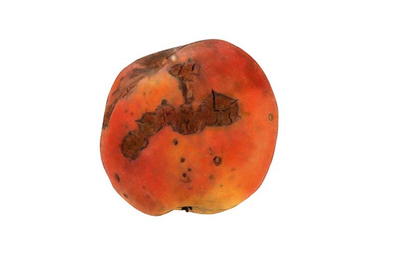 Pomme pourrie avec des taches brunes