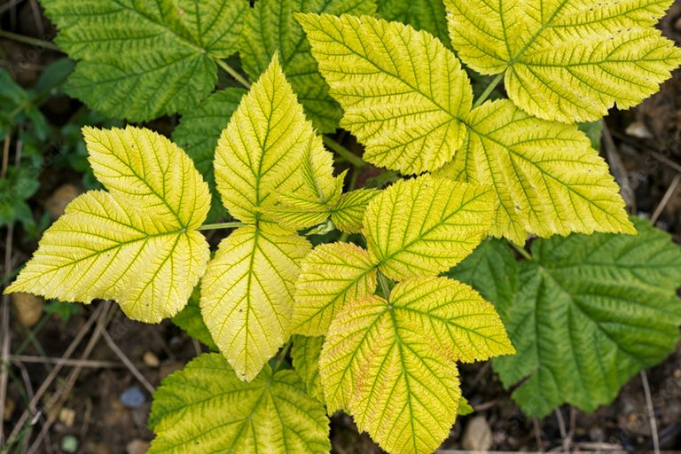 Gros plan sur des feuilles de framboisiers