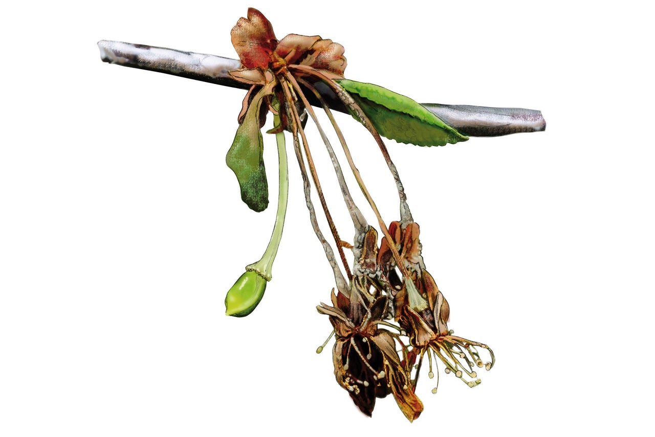Branche avec fleurs et feuilles