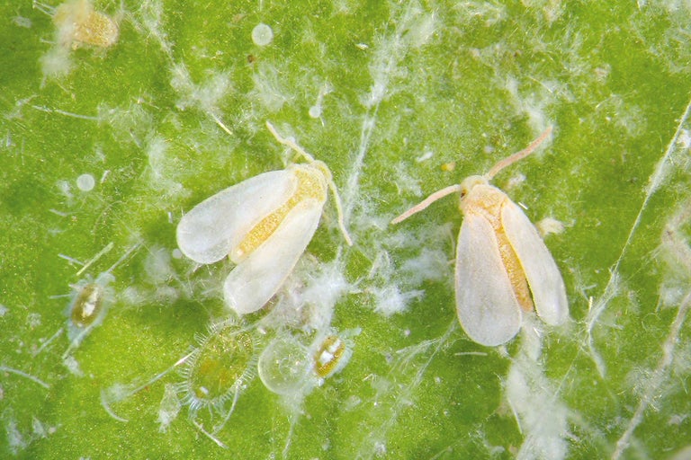 Gros plan de mouches blanches sur une feuille, un ravageur en horticulture