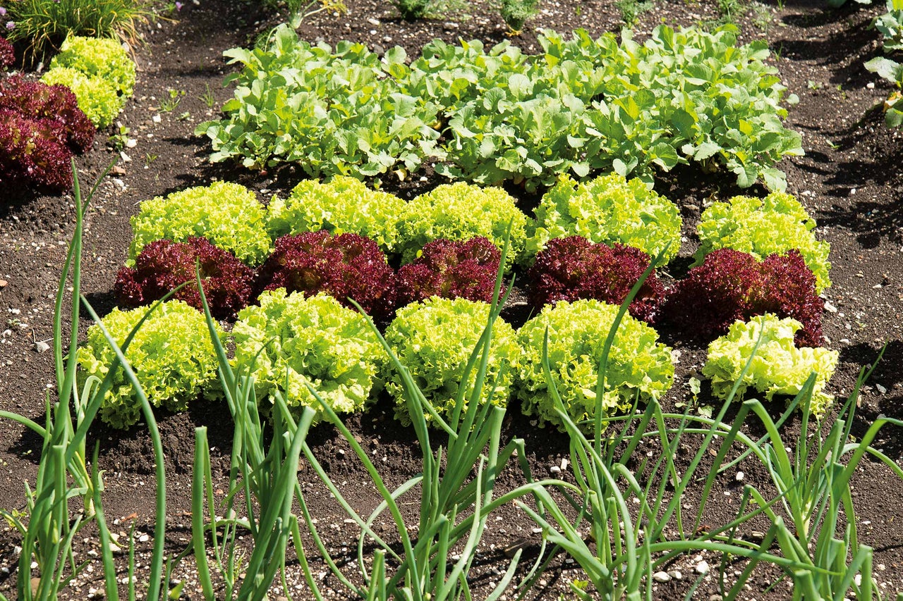 Potager avec laitue et radis