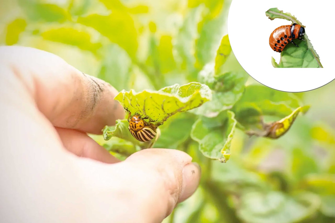 Doryphores sur une plante dans le jardin