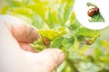 Doryphores sur une plante dans le jardin Doryphores sur une plante dans le jardin