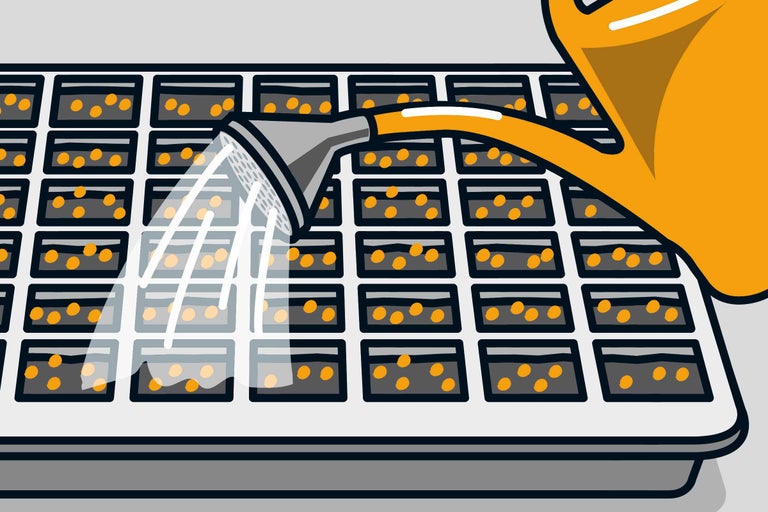 Illustration d'une plaque de semis avec des graines arrosées avec un arrosoir