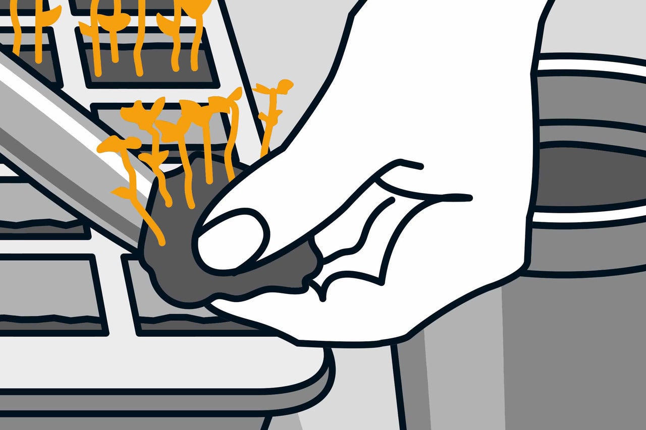 Illustration einer Hand, die eine Anzuchtschale mit Sämlingen hält.