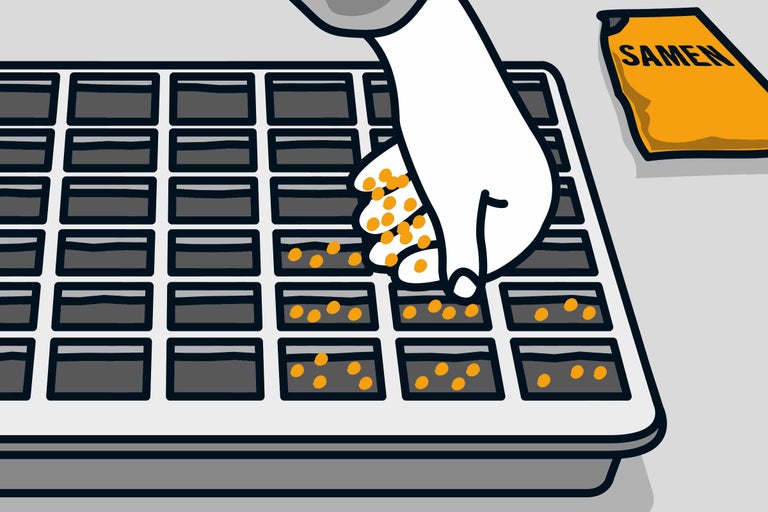 Ensemencement d'une plaque de semis avec des graines