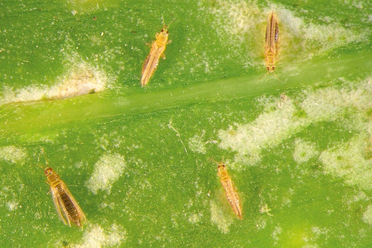 Thrips sur une feuille de plante
