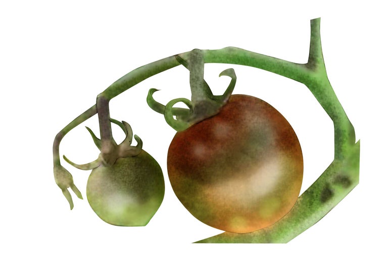 Deux tomates sur un plant de tomates