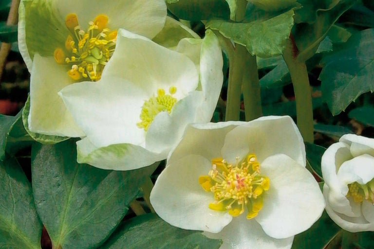 Nahaufnahme von Lenzrosenblüten mit gelben Staubgefäßen