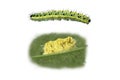 Chenille et œufs sur une feuille Chenille et œufs sur une feuille