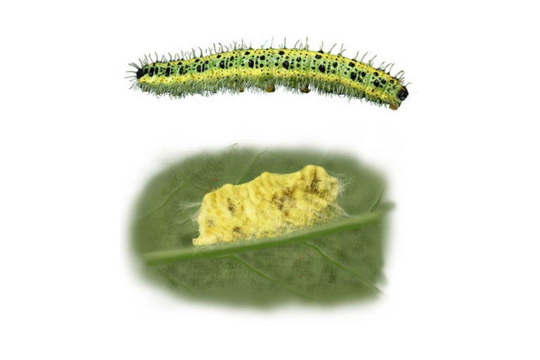 Chenille et œufs sur une feuille