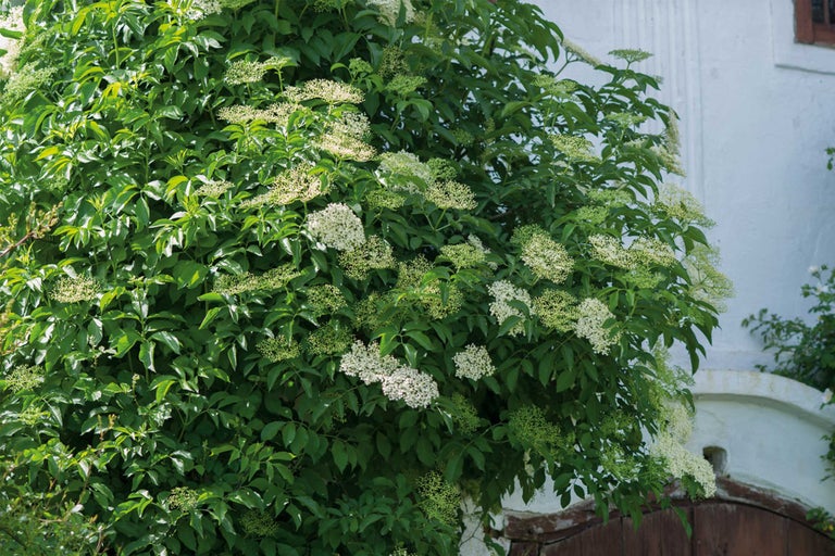 Arbuste de sureau avec feuilles et fleurs devant un mur de maison