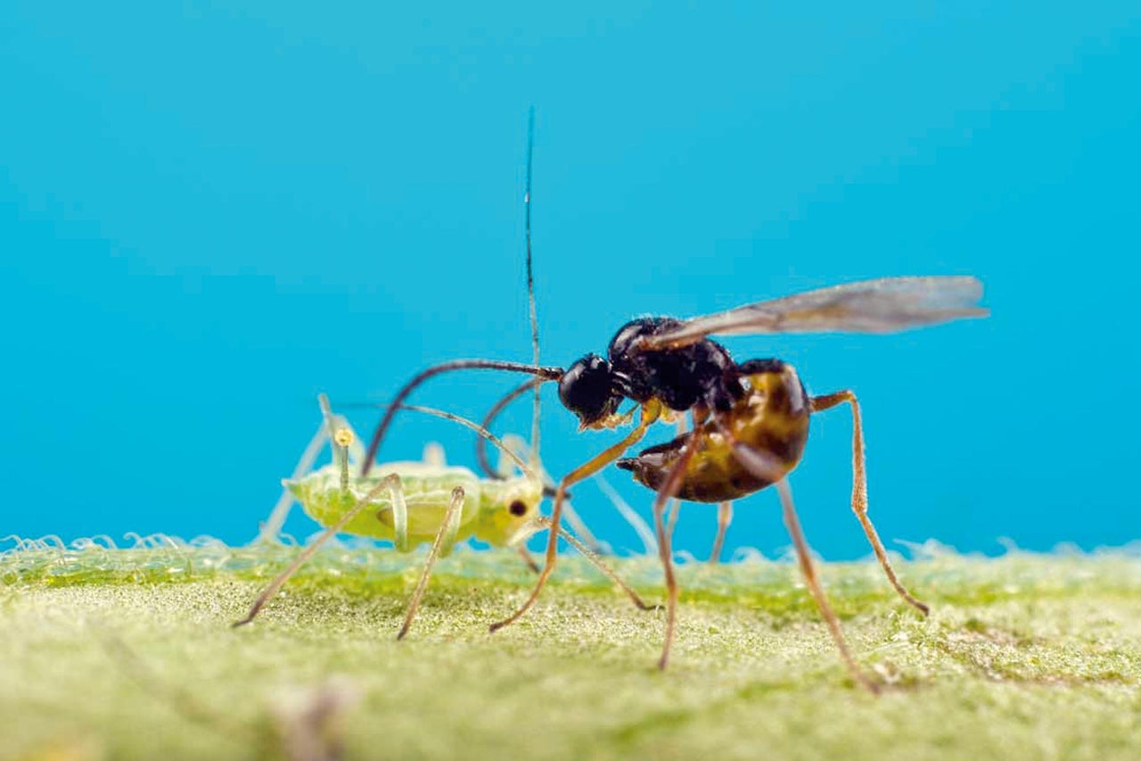 Guêpe parasitoïde pondant ses œufs dans un puceron pour une lutte biologique contre les parasites.