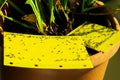 Plaques jaunes de lutte contre les parasites dans un pot de fleurs Plaques jaunes de lutte contre les parasites dans un pot de fleurs