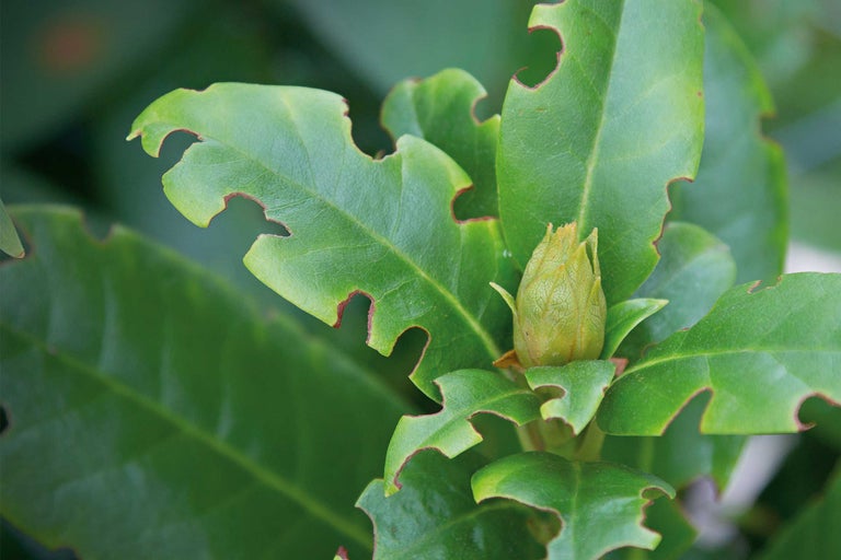 Gros plan sur un bourgeon de plante verte avec des feuilles présentant des dégâts causés par des parasites