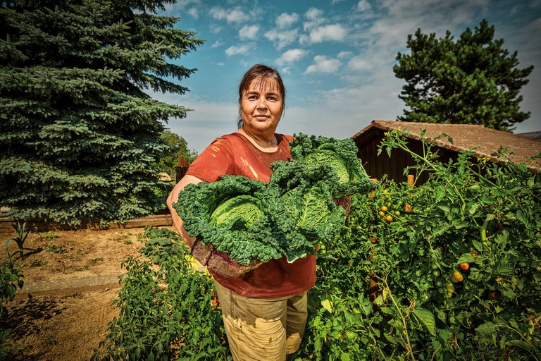 Femme tenant du chou frisé frais dans le potager