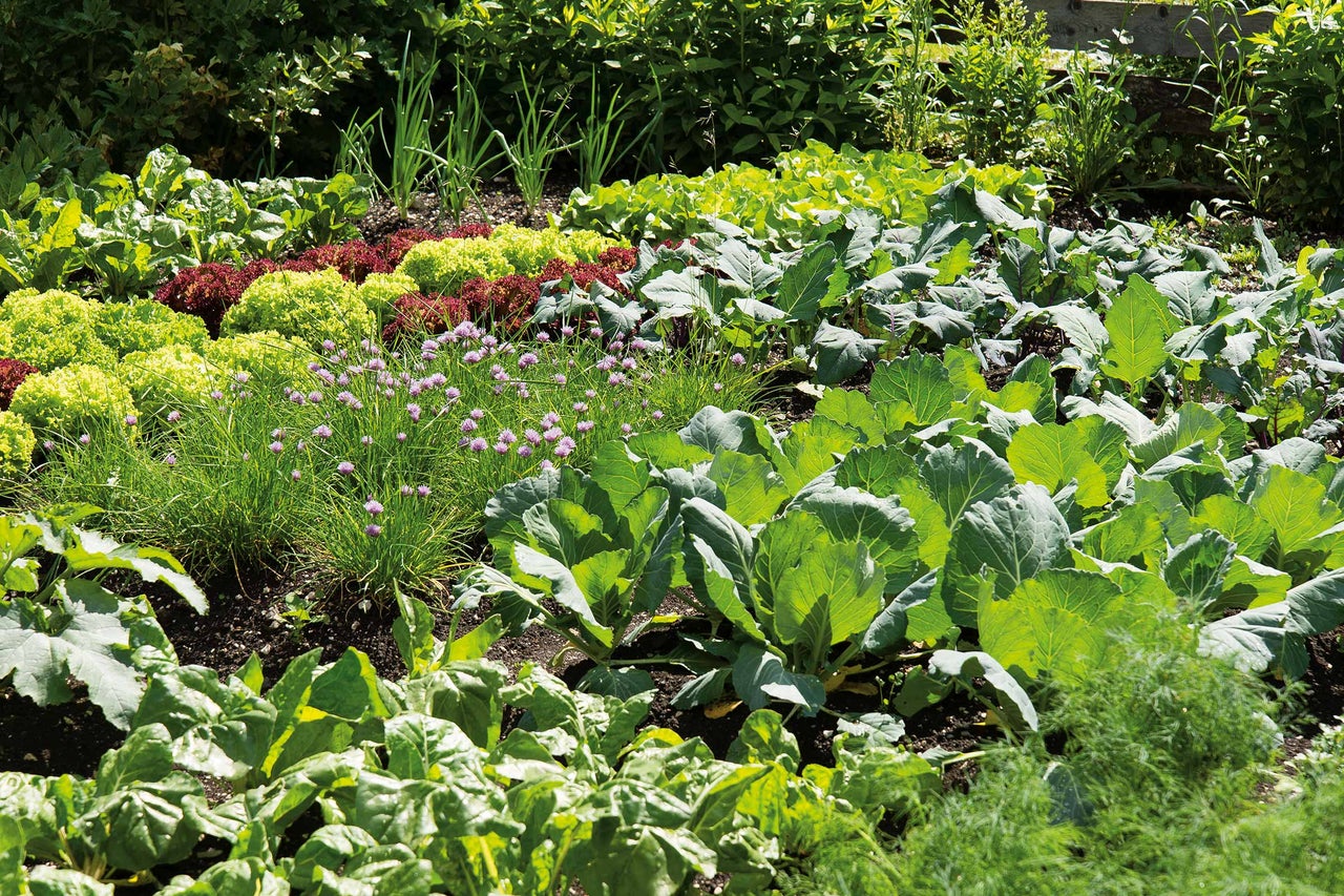 Potager avec laitue, oignons et chou