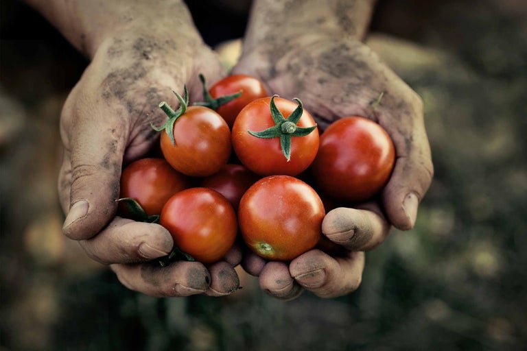 Hände halten Tomaten