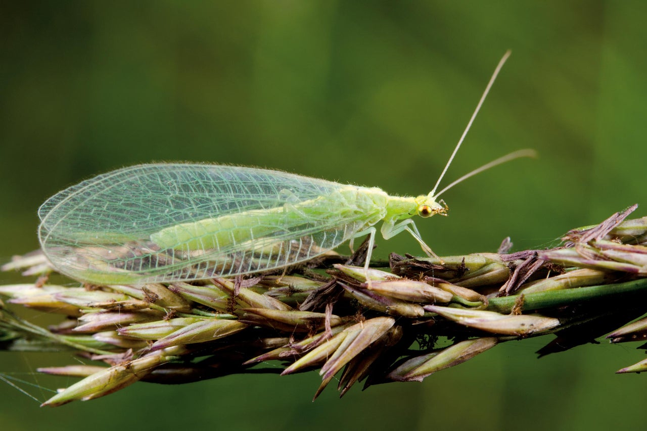 Chrysopes sur une plante