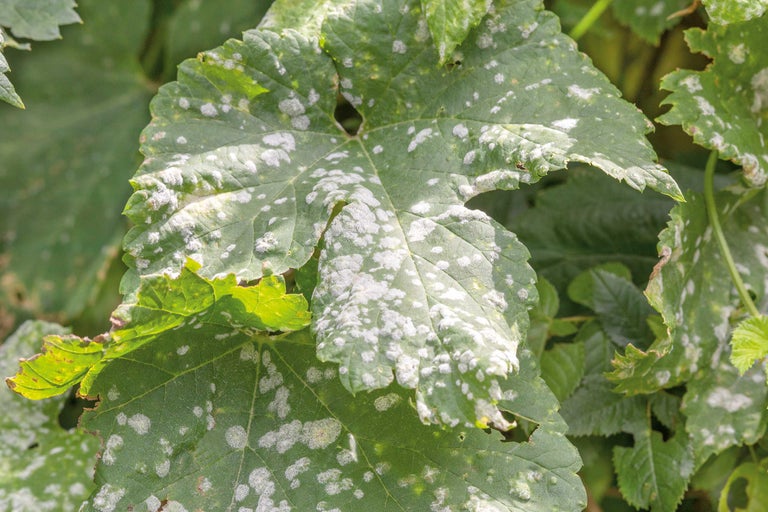 Feuilles de vigne atteintes de mildiou