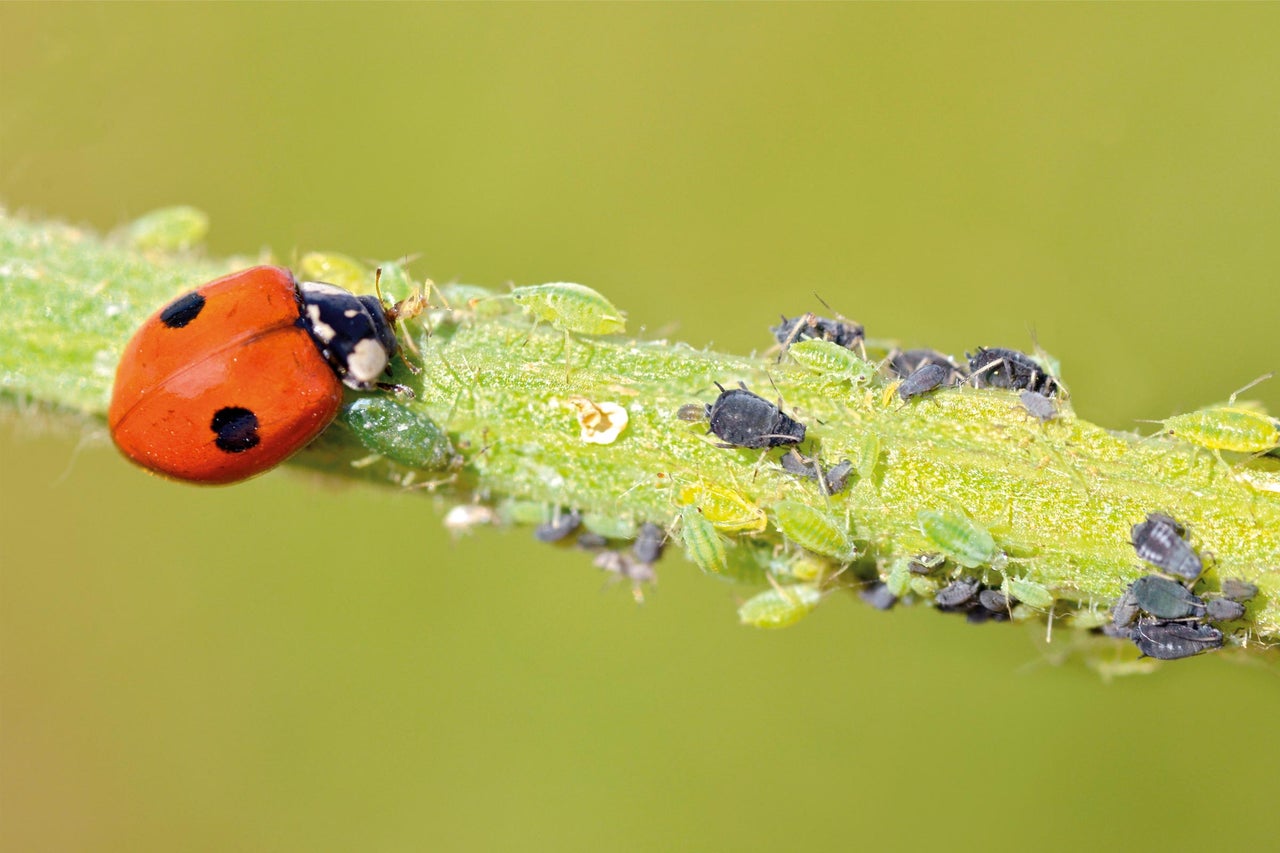 Coccinelle sur une tige infestée de pucerons