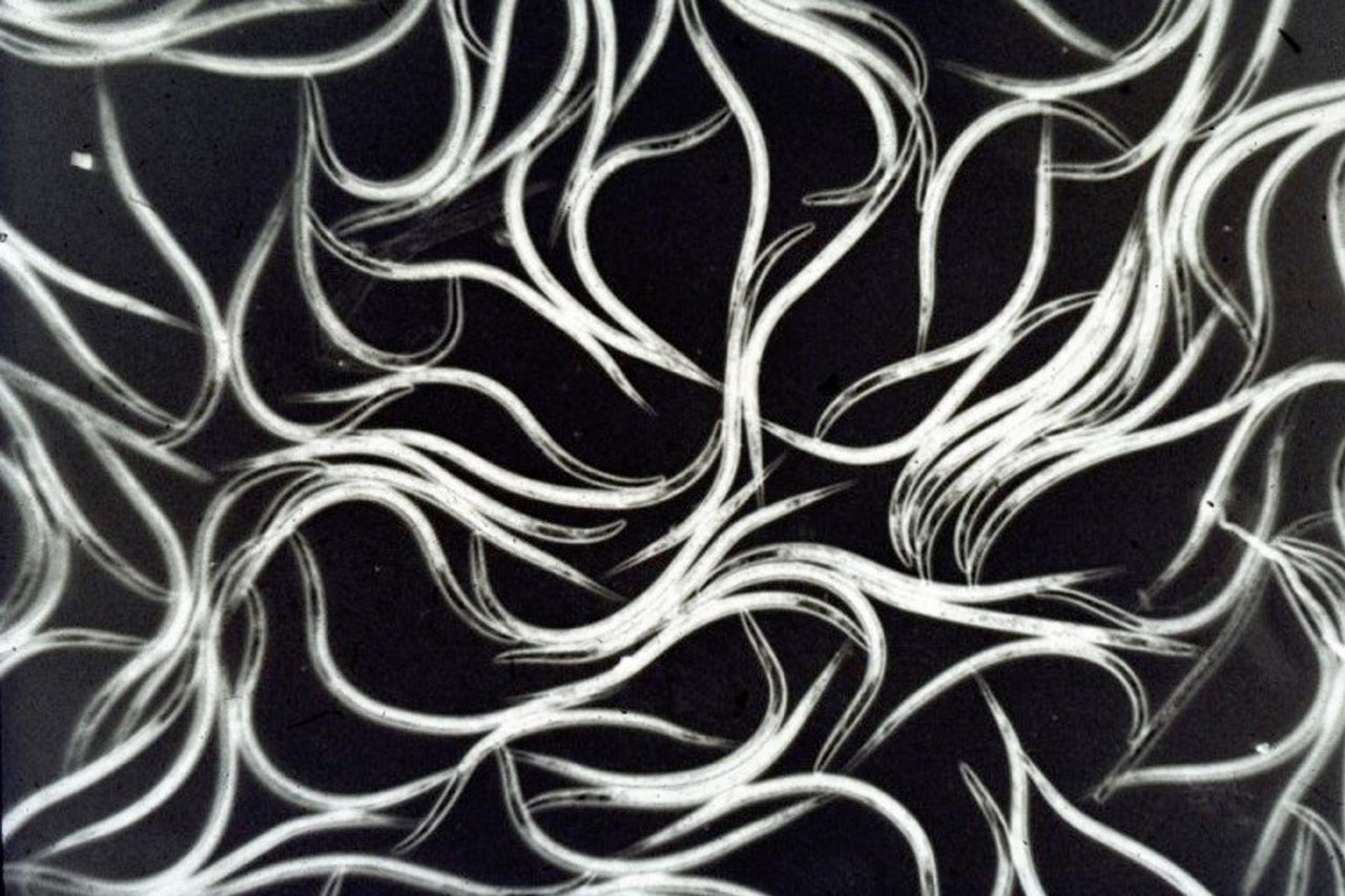 Gros plan de nématodes pour la lutte antiparasitaire