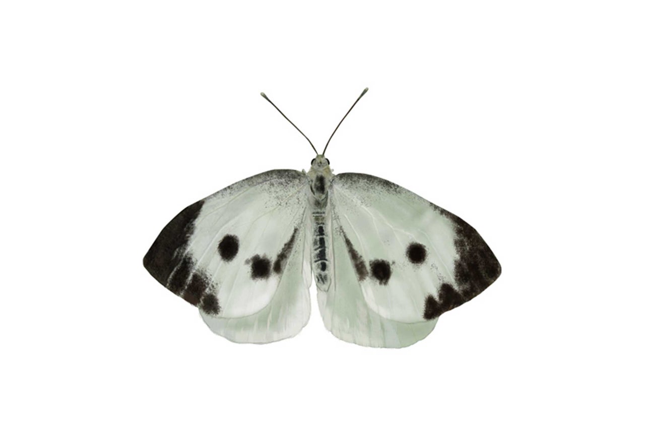 Papillon à motifs