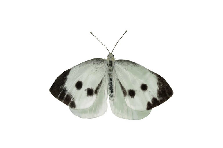 Papillon à motifs