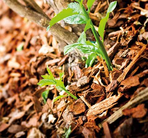 Gros plan de paillis d'écorce et d'une jeune plante dans le jardin