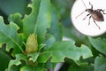 Feuilles d'une plante présentant des dégâts dus aux insectes et gros plan d'un otiorhynque Feuilles d'une plante présentant des dégâts dus aux insectes et gros plan d'un otiorhynque