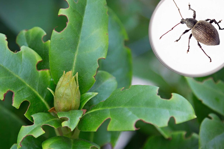 Feuilles d'une plante présentant des dégâts dus aux insectes et gros plan d'un otiorhynque