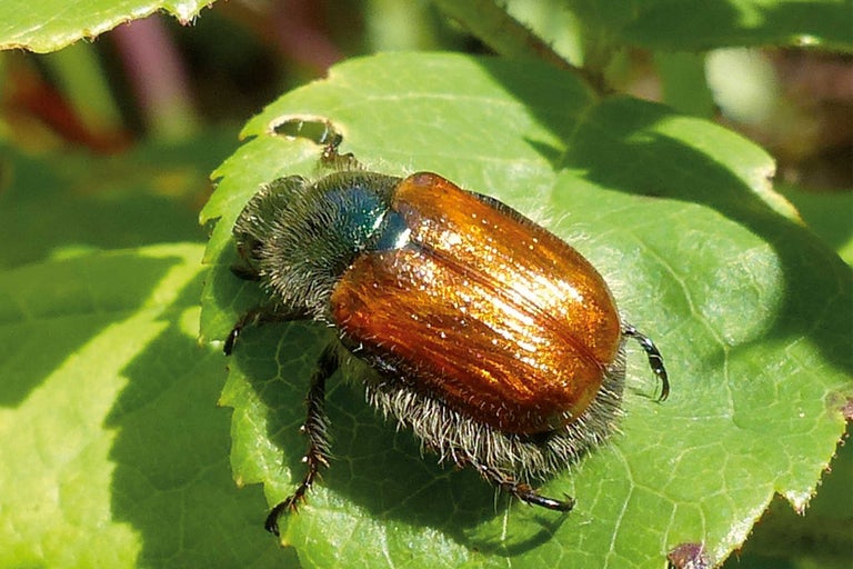 Phyllopère commun sur une feuille