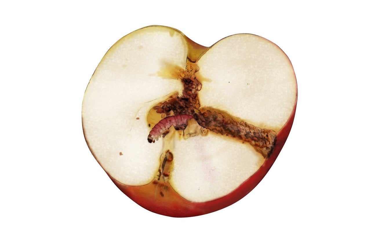 Moitié de pomme avec des vers