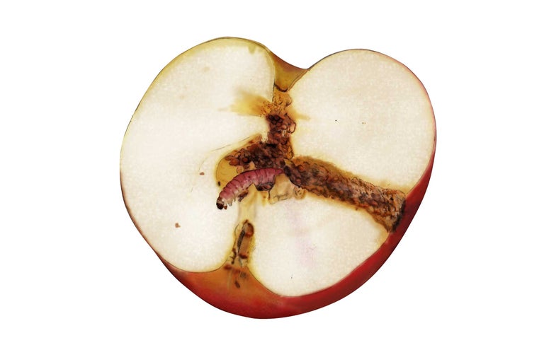 Moitié de pomme avec des vers