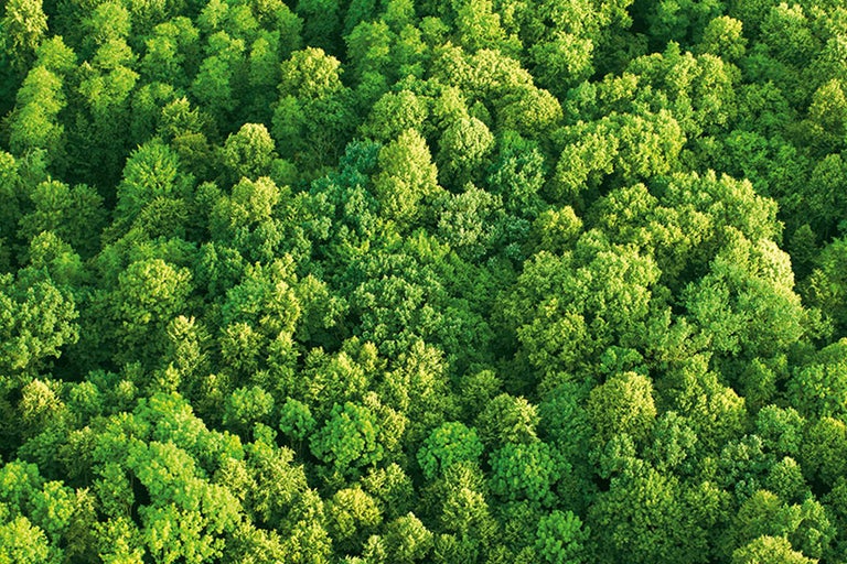 Vue aérienne d'une forêt de feuillus dense