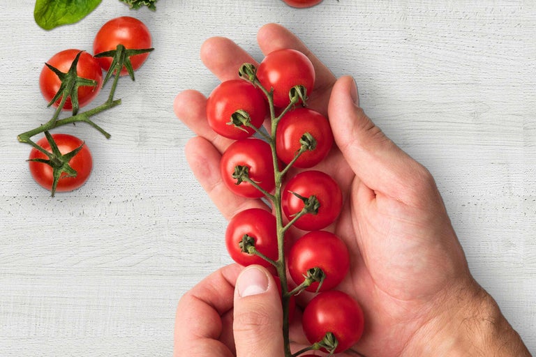 Main tenant une grappe de tomates cerises rouges