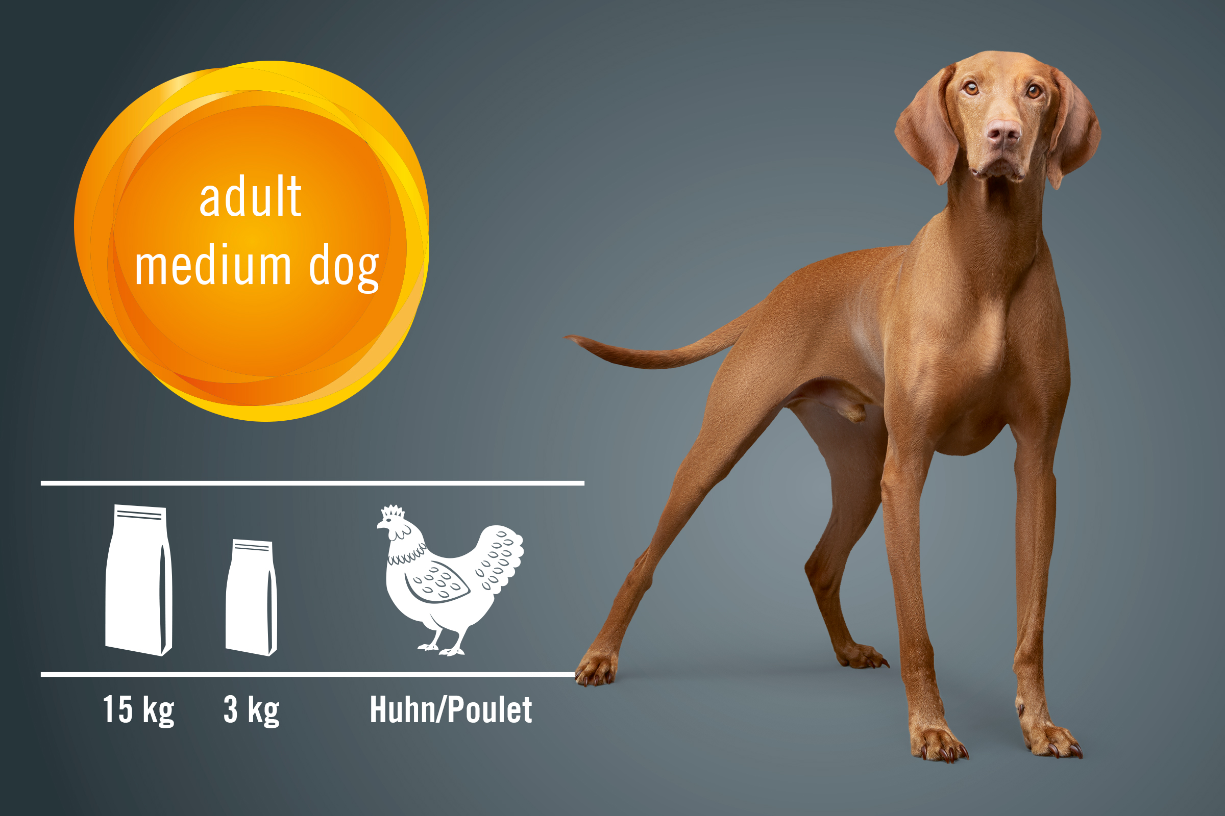 Illustration von Hundefutter für mittelgrosse, ausgewachsene Hunde mit Hühnchengeschmack