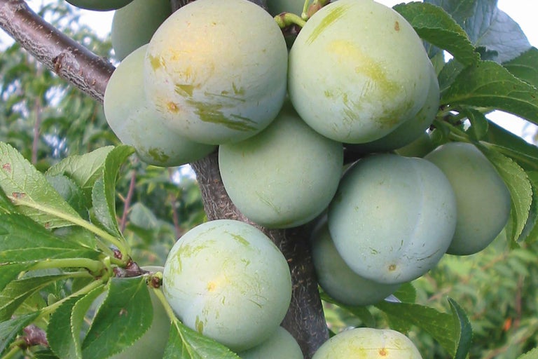 Gros plan sur des prunes sur un arbre